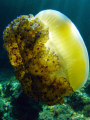   Fried egg Jellyfish. Jellyfish  